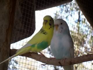 OURNEWBIRDSTIMMYTAYLIA005.jpg