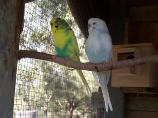 OURNEWBIRDSTIMMYTAYLIA009.jpg