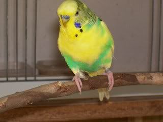 OURNEWBIRDSTIMMYTAYLIA024.jpg