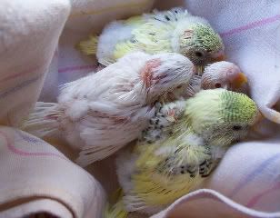TAYLIATIMMYSBABIES1.jpg