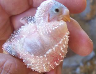 babybudgieenlargedcrop.jpg