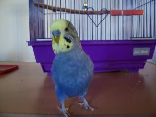cheekiboi22july012-1.jpg
