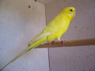 newbird002.jpg