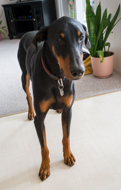 Leg with elbow issue now causing limping Doberman Forum Doberman