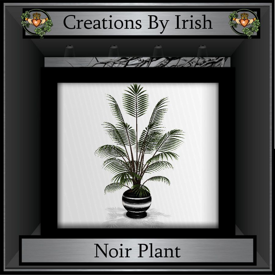  photo QI Noir Plant.jpg
