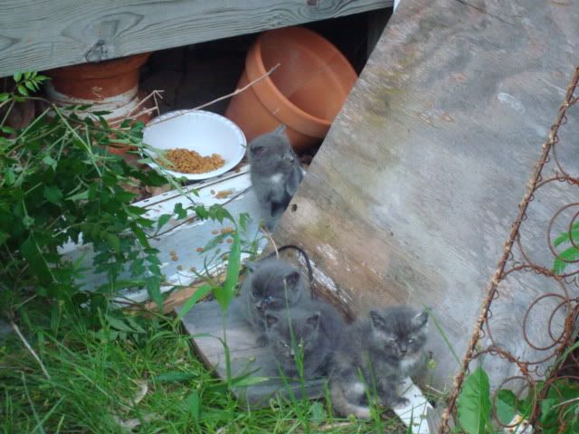 Stray cat had kittens under the shed - The Landover Baptist Church 
