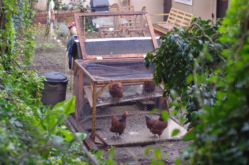 Neighbor's chickens causing damage - The Landover Baptist 