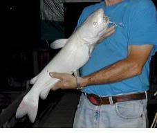 albino catfishblue b Albinismo: O branco que a natureza merece