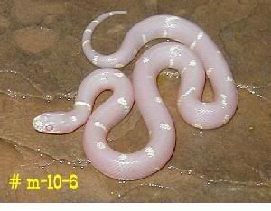 albino snake b Albinismo: O branco que a natureza merece