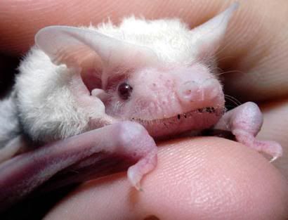 albino microbat Albinismo: O branco que a natureza merece