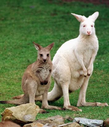 ap kangaroo 080411 ssv Albinismo: O branco que a natureza merece