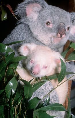ap koala 080411 ssv Albinismo: O branco que a natureza merece