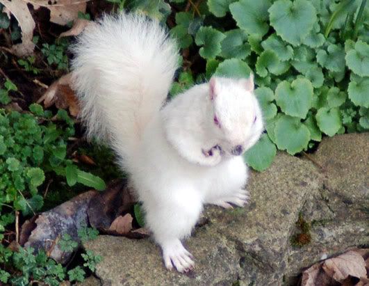 ap squirrel 080411 ssh Albinismo: O branco que a natureza merece