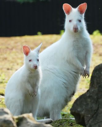 ap wallaby 080411 ssv Albinismo: O branco que a natureza merece