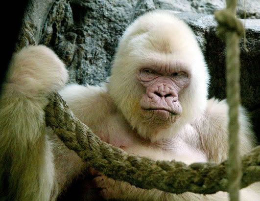 nm gorilla 080411 ssh Albinismo: O branco que a natureza merece