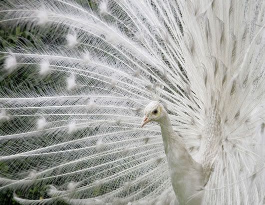 rt peacock 080411 ssh Albinismo: O branco que a natureza merece