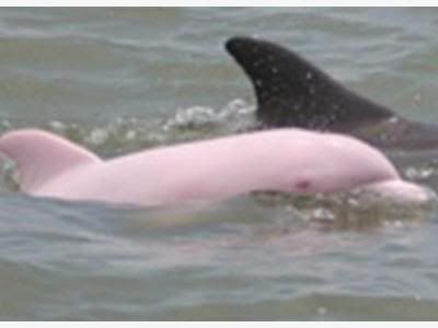 tt Pink Albino Dolphin431 Albinismo: O branco que a natureza merece
