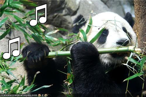 funny-pictures-panda-plays-the-flut.jpg