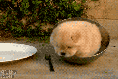 puppy in a bowl photo PuppyBowlHaHaGetIt_zps731f4c81_1_1.gif