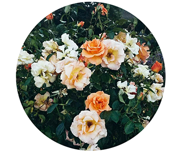  photo blooms small_zpsj562s7bb.png