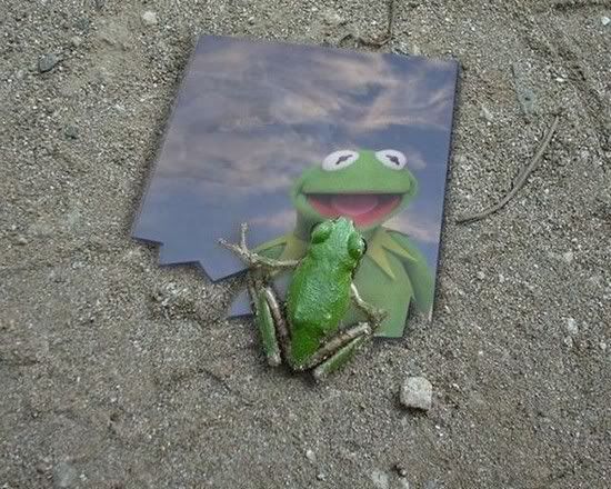 imagesFrogs_small.jpg